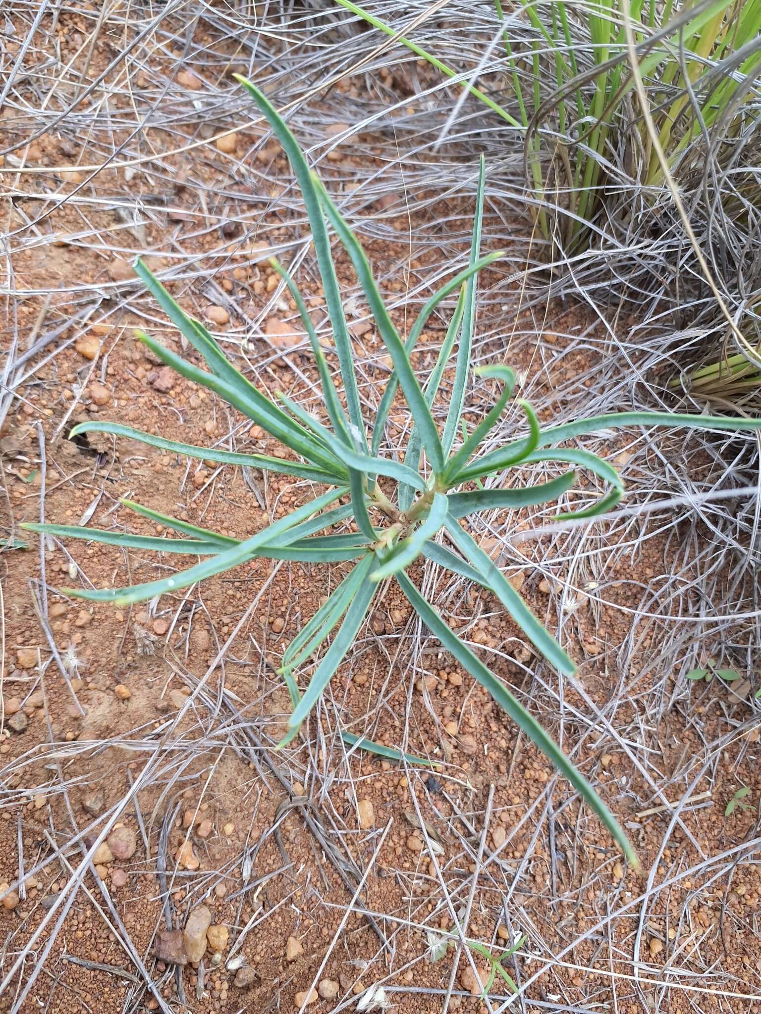 Image of Euphorbia trichadenia Pax