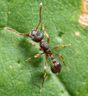 Image of Myrmica punctiventris Roger 1863