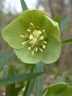 Image of Green Hellebore