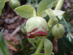 Image of Stinking Hellebore