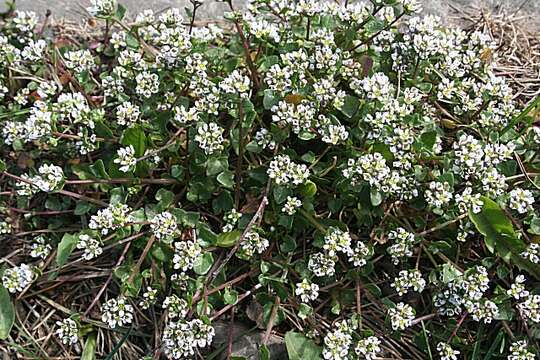 Image de Cochléaire Officinale