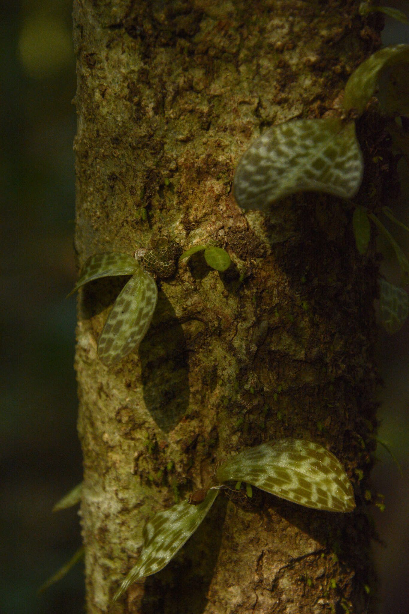 Image of Porpax jerdoniana (Wight) Rolfe