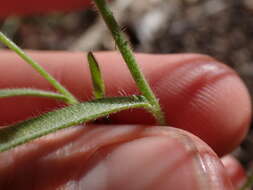 Слика од Cryptantha incana Greene