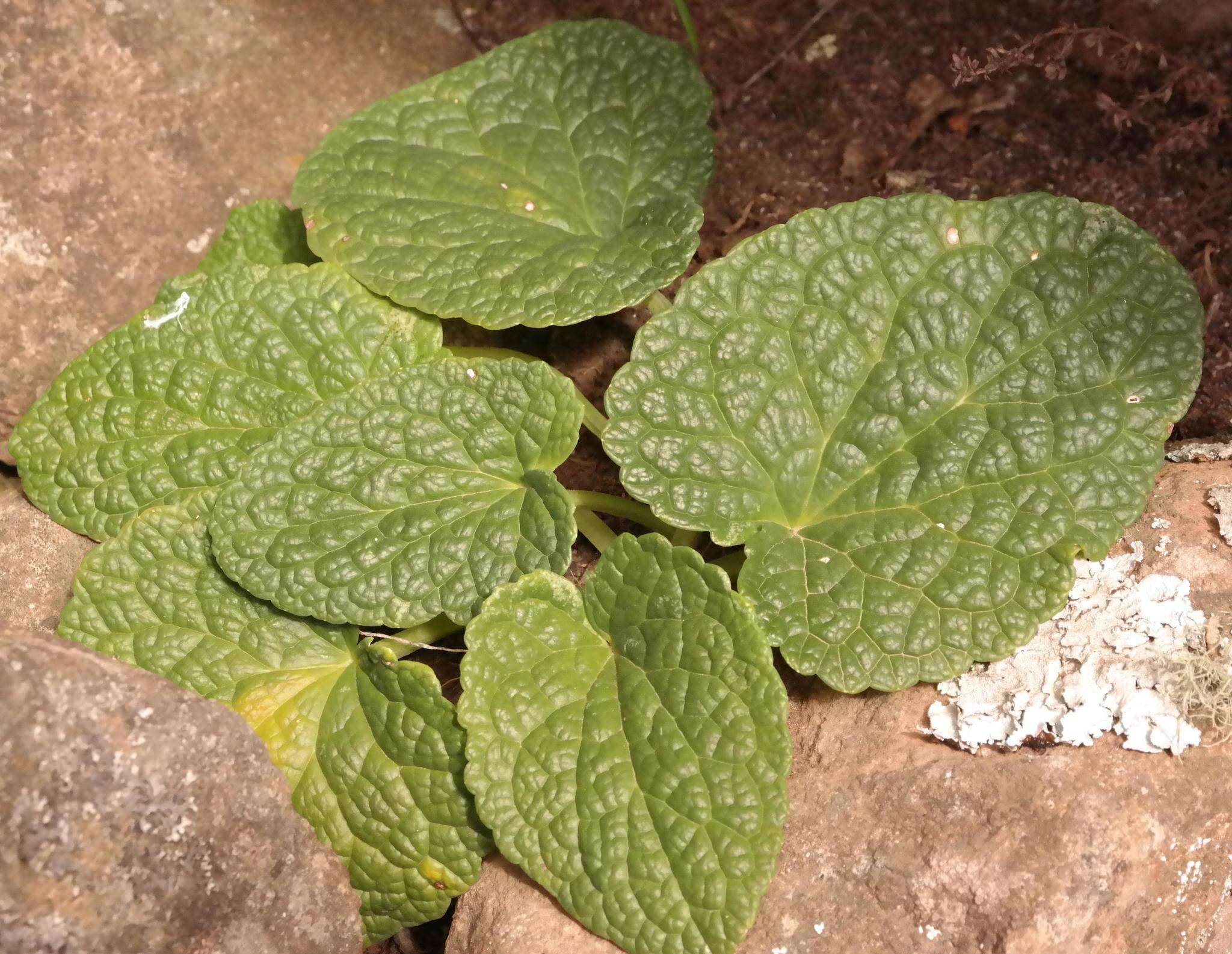 Image of Guthriea capensis Bolus