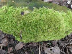 Image of rough-stalked feather-moss