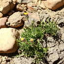 Слика од Hypochaeris tenuifolia (Hook. & Arn.) Griseb.