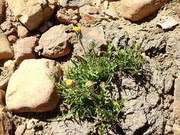 Image of Hypochaeris tenuifolia (Hook. & Arn.) Griseb.