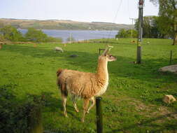 Image of llama