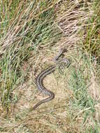 Image of Adder