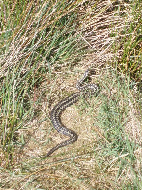 Image of Adder