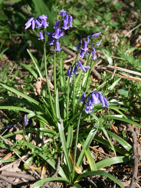 Image de jacinthe des bois