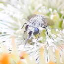 Image of Beetledaisy Beefly