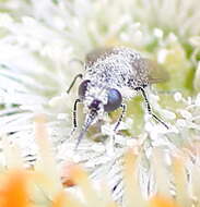 Image of Megapalpus capensis (Wiedemann 1828)