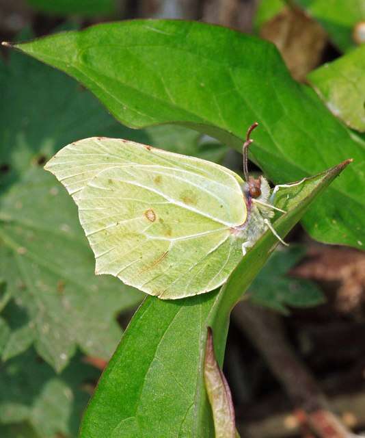 Imagem de Gonepteryx rhamni (Linnaeus 1758)