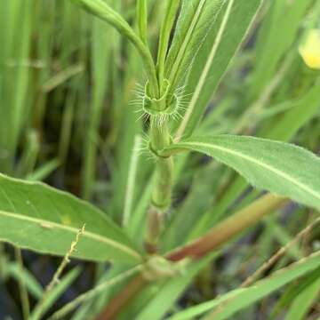 Image of Persicaria limbata (Meisn.) Hara