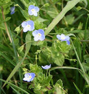 Image of birdeye speedwell