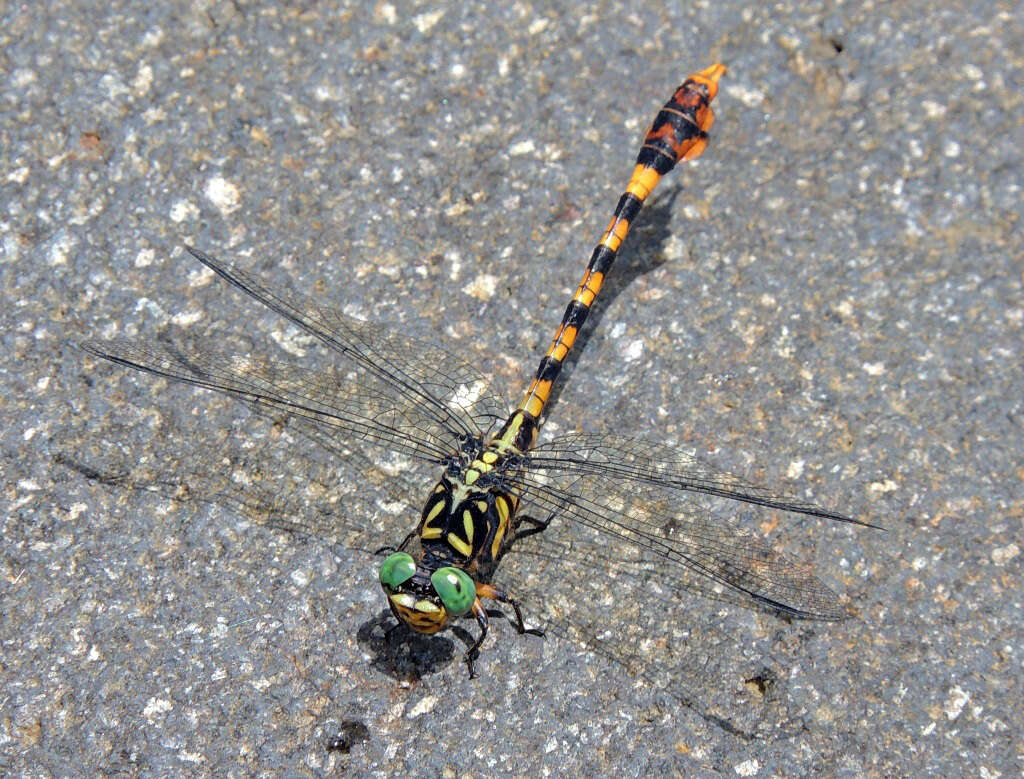 Imagem de Paragomphus flavohamatus (Martin 1921)