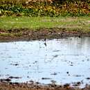 Image of Nicaraguan Grackle