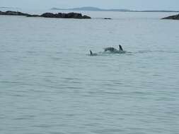 Image of Bottlenose Dolphin