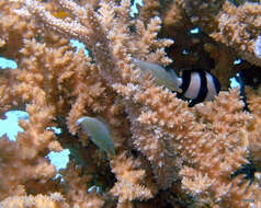 Image of Red Sea longnose filefish