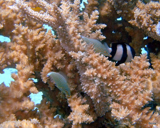 Image of Red Sea longnose filefish