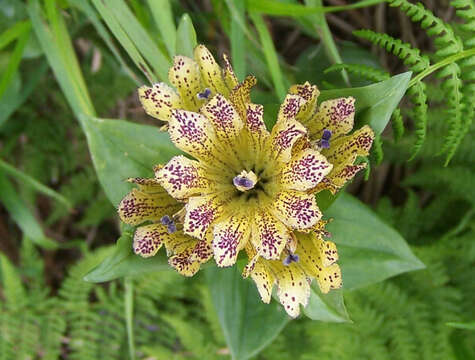 Image of Spotted Gentian