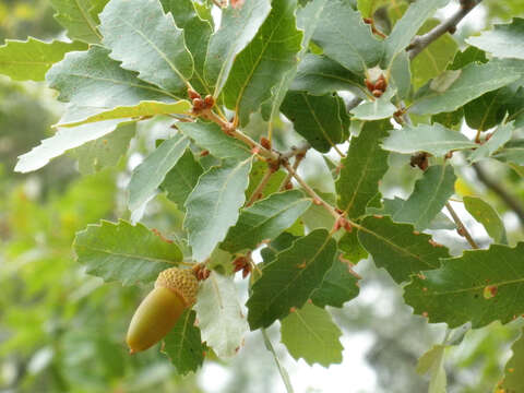 Слика од Quercus canariensis Willd.