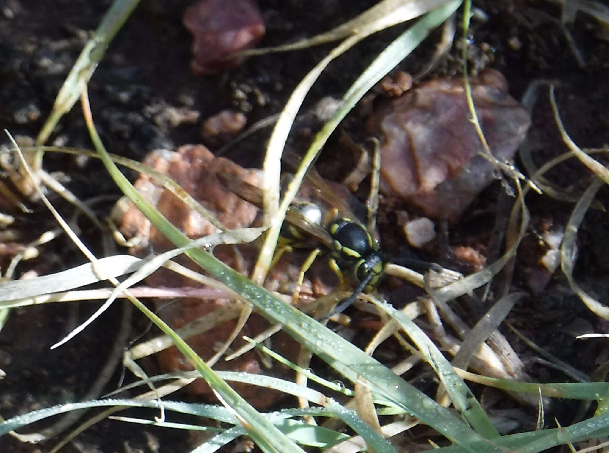 Image of Prairie Yellowjacket