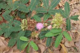 Image of Sensitive Plant