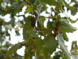 Image of Algerian Oak