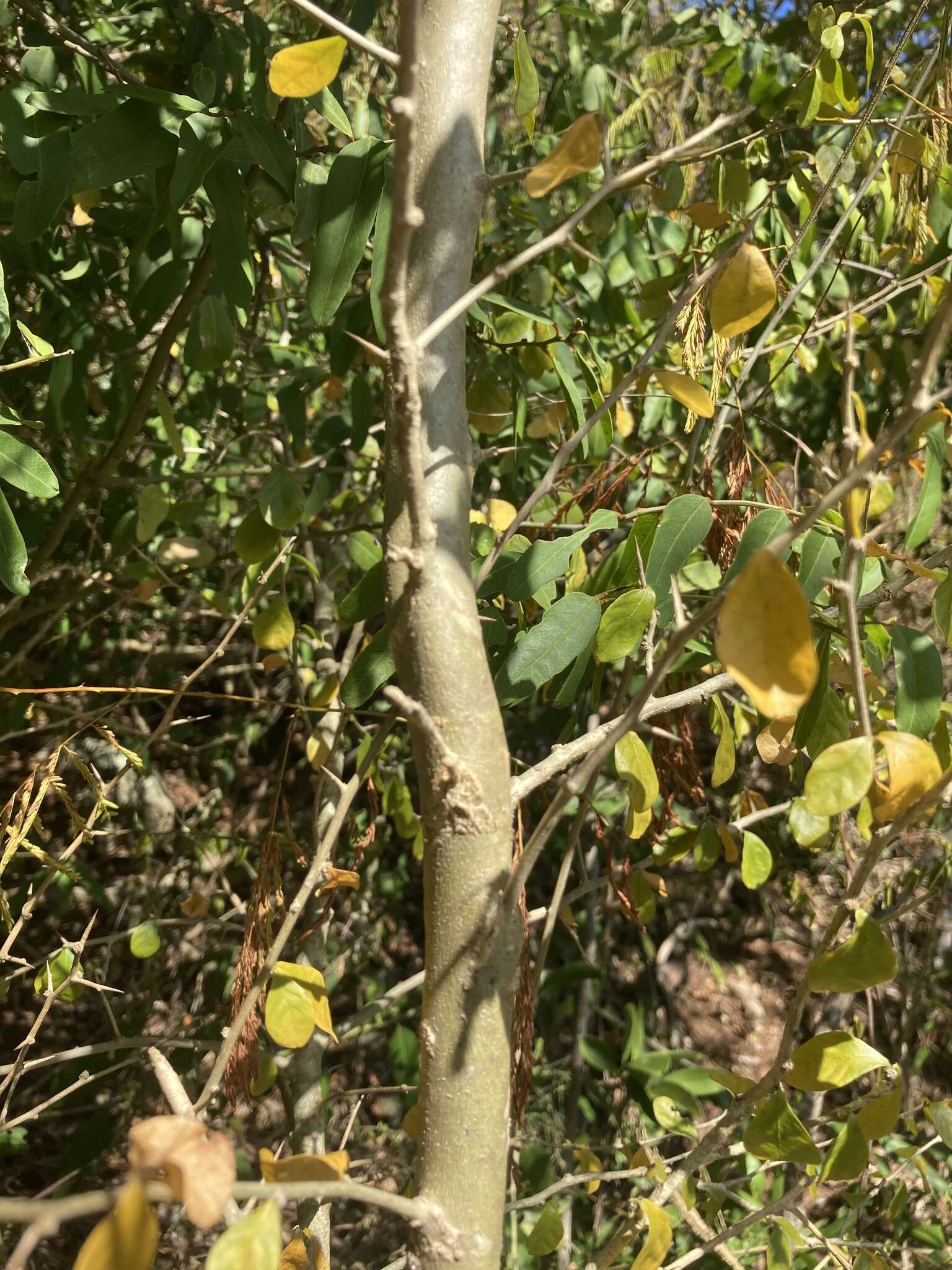 Image of wild lime