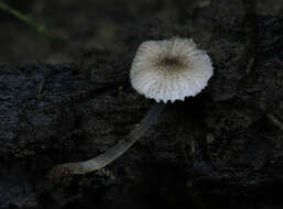 Image of Pluteus hispidulus (Fr.) Gillet 1876