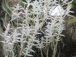 Mystacidium capense (L. fil.) Schltr. resmi