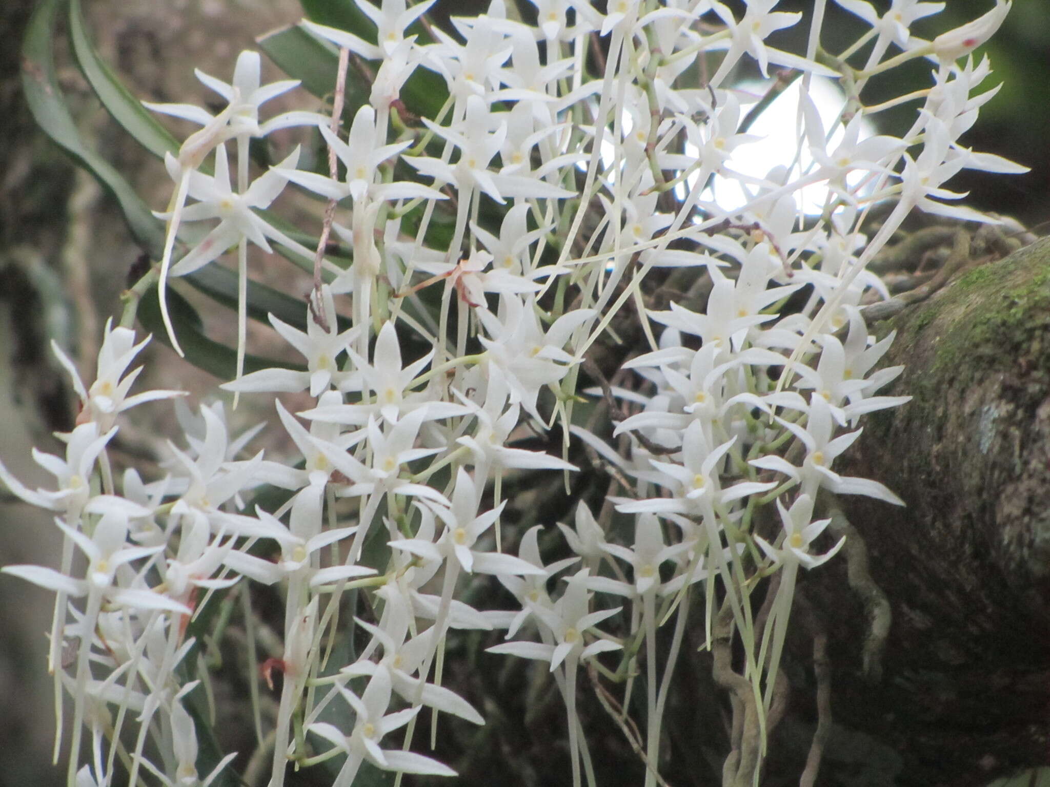 Image of Mystacidium capense (L. fil.) Schltr.