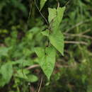 Calystegia sepium subsp. sepium resmi