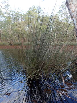 Sivun Lepironia articulata (Retz.) Domin kuva