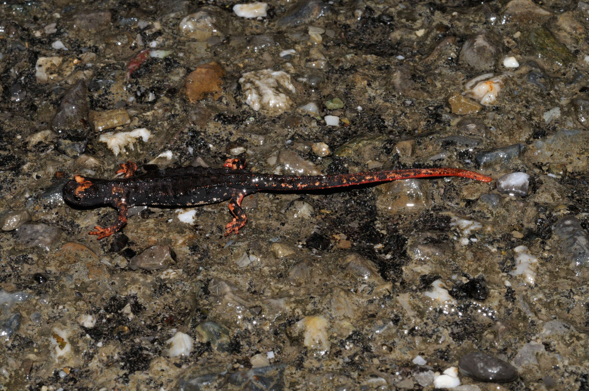 Image of spectacled salamander