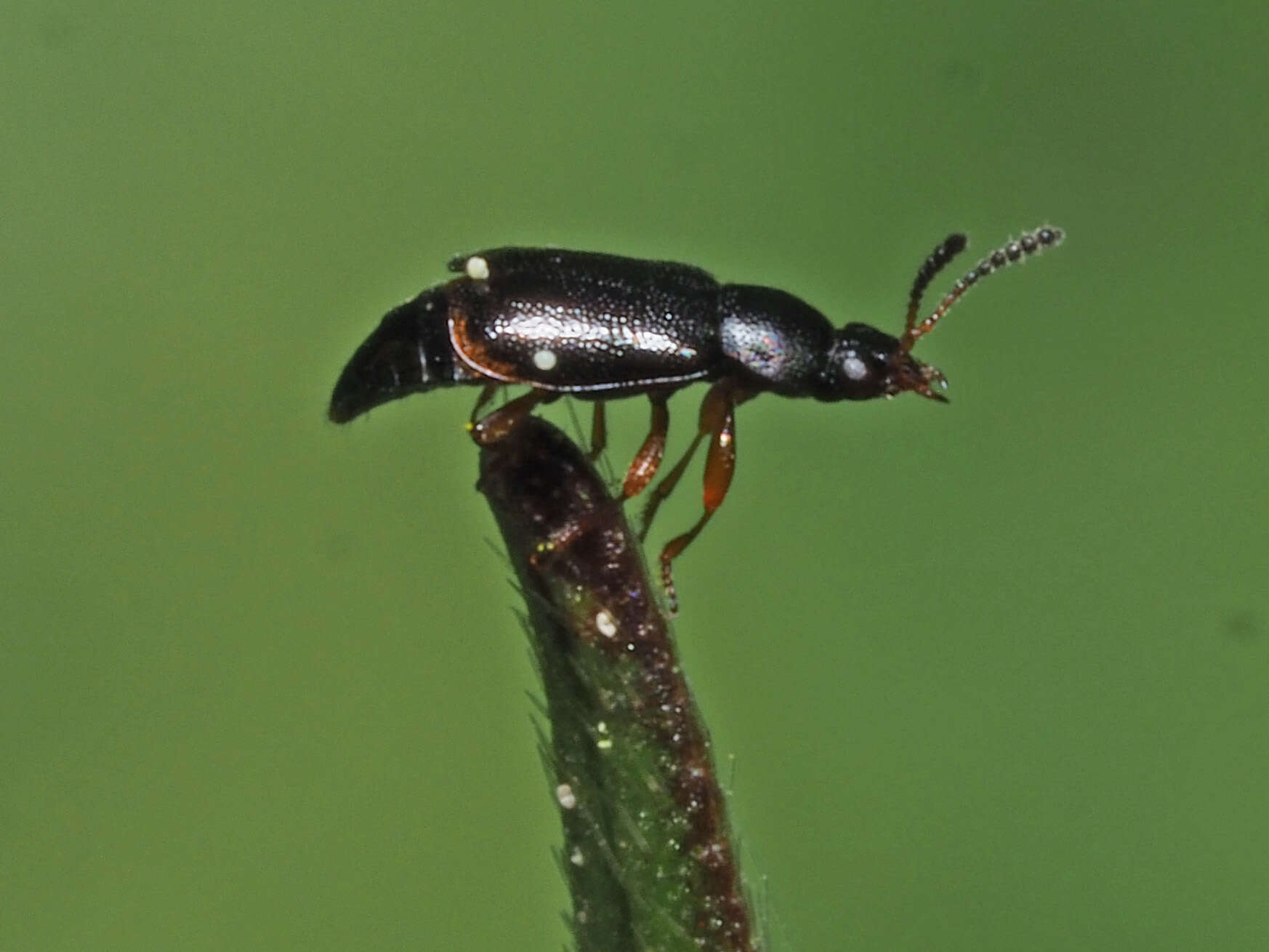 Image of Eusphalerum (Eusphalerum) minutum (Fabricius 1792)