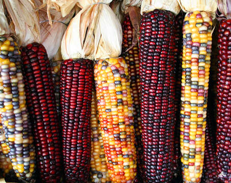 Image of corn