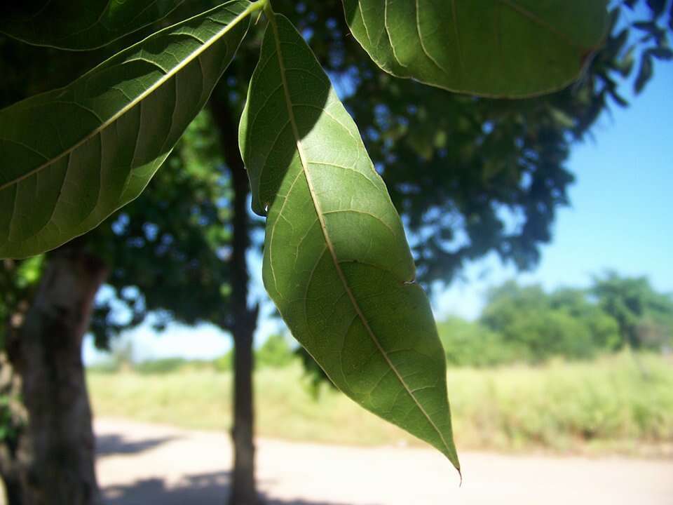 Image de Swietenia humilis Zucc.