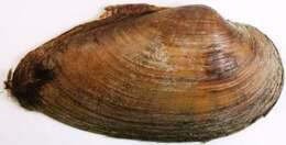 Image of Swollen River Mussel