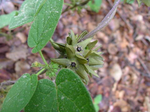 Image of Matelea gonoloboides (B. L. Robinson & Greenm.) R. E. Woodson