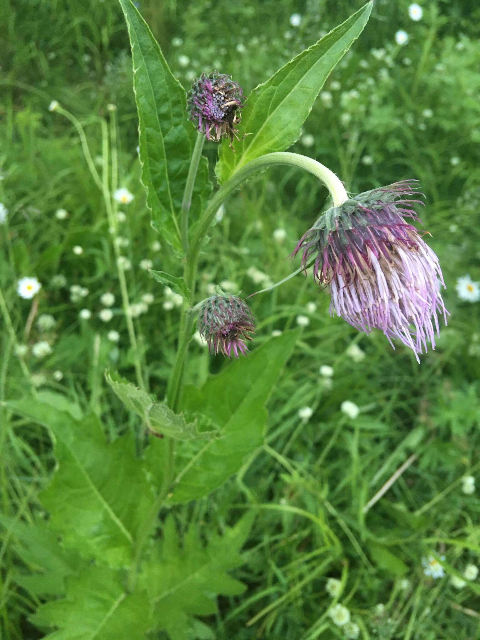 Слика од Cirsium kamtschaticum Ledeb. ex DC.