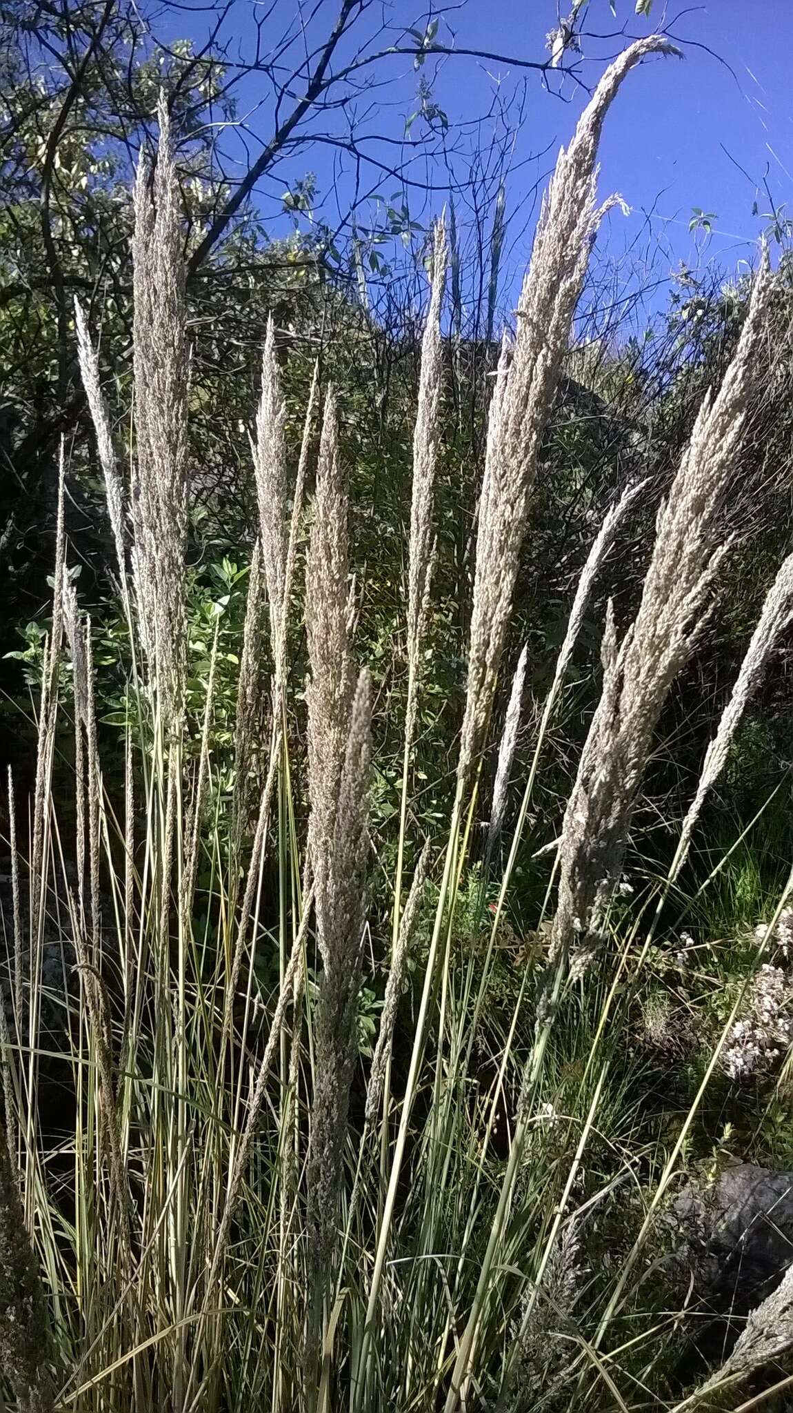 صورة Muhlenbergia robusta (E. Fourn.) Hitchc.