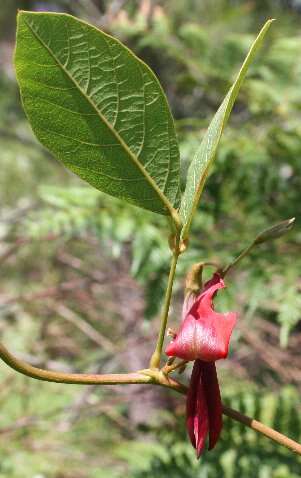 Image of Kennedia rubicunda Vent.