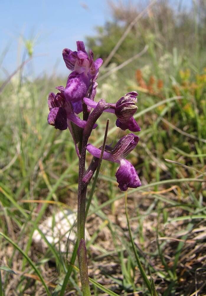 Image of Anacamptis morio subsp. picta (Loisel.) Jacquet & Scappat.