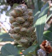 Imagem de Banksia integrifolia L. fil.