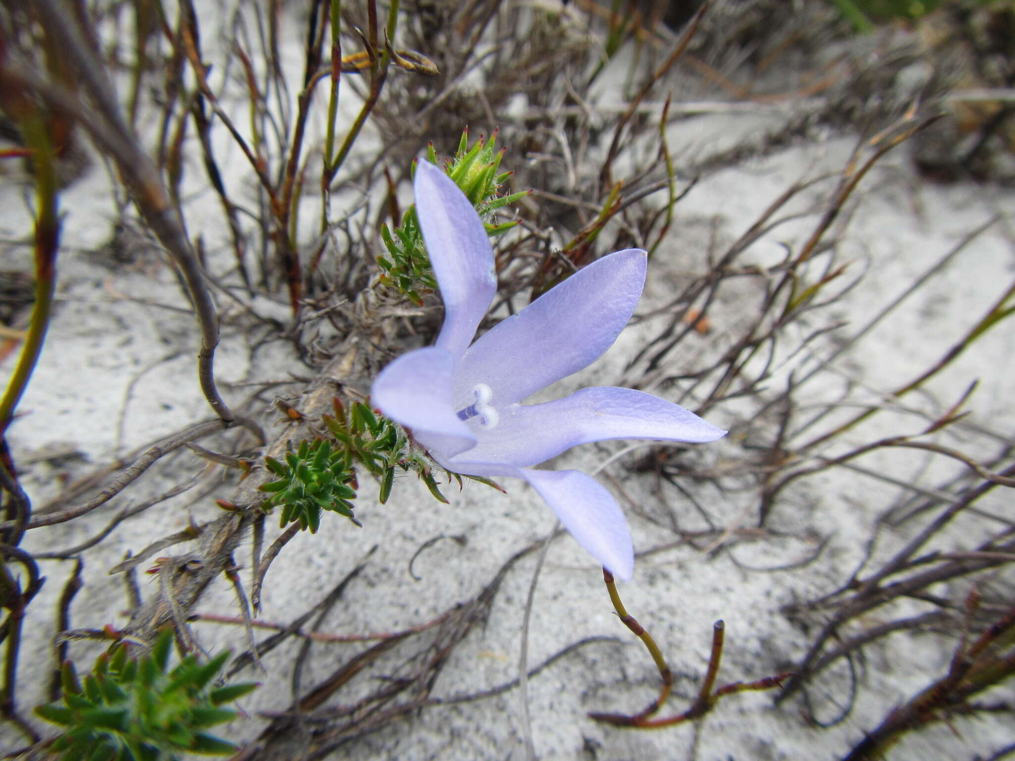 Image of Roella prostrata E. Mey. ex A. DC.