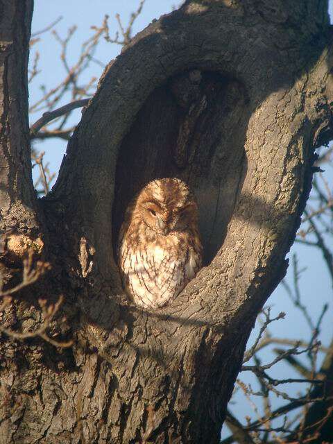 Image of Tawny Owl