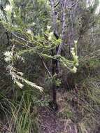 Image of Leucadendron uliginosum subsp. glabratum I. J. M Williams